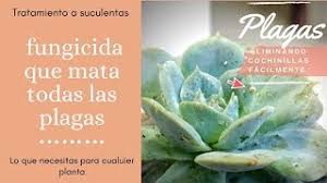 Las suculentas pueden tener manchas marrones, hojas marrones, negras, quemadas o muertas por 6 razones. Como Eliminar Hongos En Suculentas Remedio Para Eliminar Liendres Y Piojos