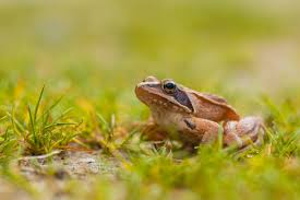 Your potted plants deserve the best organic potting soil. Toads N Frogs Page 7 Of 8 All About Toads Frogs