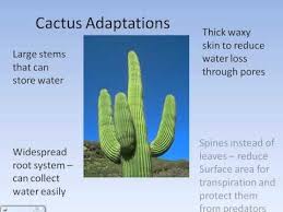 Extreme Environments Desert Climate And Adaptations Avi Youtube Plant Adaptations Desert Climate Animal Adaptations