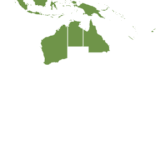 Image result for Terminalia kilimandscharica