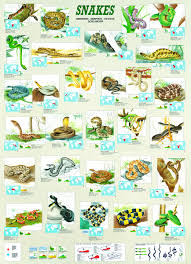 Check out all of our specialty puzzles below. Eurographicspuzzles Your Source For Jigsaw Puzzles Reptiles Snake Colorful Snakes