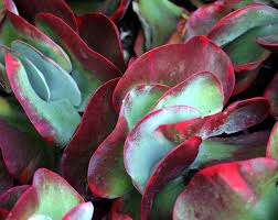 Kalanchoe 3 Red Lips 1 Cool Plants Succulents Plants