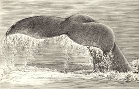 Splash In The Ocean Ocean Drawing Whale Drawing Drawings