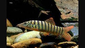 Botia Berdmorei Aquarium Fish Live Aquarium Fish Freshwater Aquarium Fish