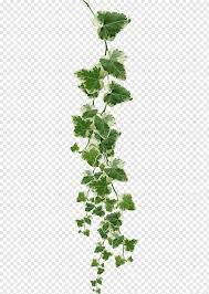 Pin By Franceona Fiona On Plants Png Creepers Plants Plants Hanging Plants