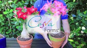 Bonsai and all 152 views24 days ago. ÙƒÙŠÙ ØªØ²Ø±Ø¹ Ù†Ø¨Ø§Øª Ø§Ù„Ø§Ø¯ÙŠÙ†ÙŠÙˆÙ… ÙÙŠ 3 Ø®Ø·ÙˆØ§Øª Youtube