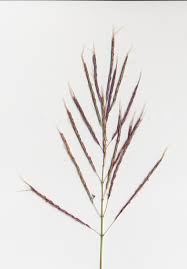 Image result for Bothriochloa bladhii