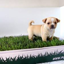Maybe you would like to learn more about one of these? Tips To Clean Your Puppy Pads Puppy Pads For Dogs Pooch Patch