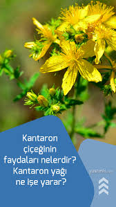 Kantaron Ciceginin Faydalari Nelerdir Kantaron Yagi Ne Ise Yarar Dogal Tedaviler Dogal Bitki