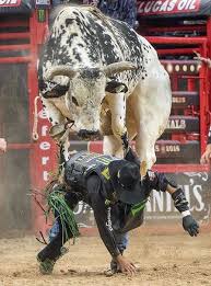 Pin By Kedi Ma Rnav On Rodeo Pbr Bull Riding Pbr Bull Riders Bull Riding