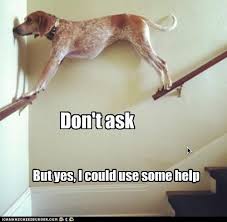 If You Want My Help Dawg I M Gonna Need The Full Story Funny Dog Memes Funny Dogs Funny Meme Pictures