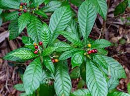 Image result for Psychotria ceratoloba