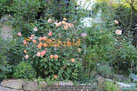 We did not find results for: Lady Emma Hamilton Rosen Forum Garten Forum Schmid Gartenforum