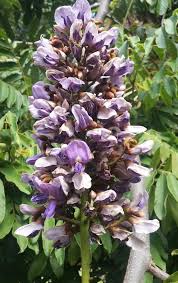 Image result for Millettia grandis