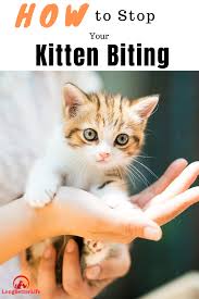 Maybe you would like to learn more about one of these? 5 Simple Tips To Stop Your Kitten Biting Kitten Biting Kitten Animal Lover