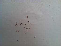 Termites Termites Holes
