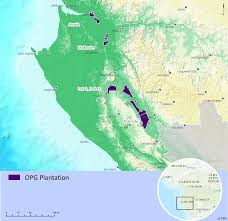 Image result for Crateranthus congolensis