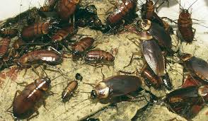 What Does A Cockroach Nest Look Like Insect Cop Cockroaches Nest Cockroach Control