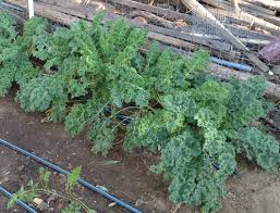 We did not find results for: Backyard Gardener Growing Kale October 10 2018