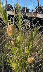 Image result for Gomphocarpus tenuifolius