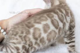 These bengal kittens located in oregon come from different cities, including, heppner. Snow White Bengal Cats For Sale Wild Sweet Bengals