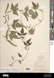 Image result for Dolichos trilobus