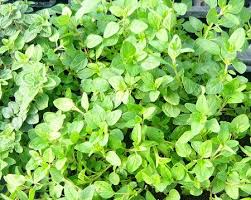Image result for Origanum
