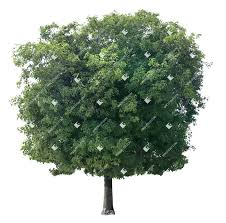 Image result for Melicoccus bijugatus