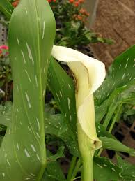 Image result for Zantedeschia albomaculata