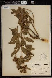 Image result for Triumfetta pilosa