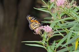 We did not find results for: Narrowleaf Milkweed Seeds San Diego Seed Company