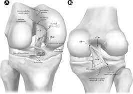 Image result for PCL Sulcus Test
