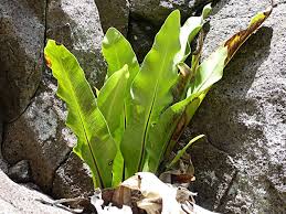 Image result for Asplenium smedsii