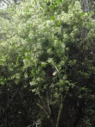 Image result for Gymnosporia