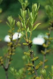 Image result for Myrica pilulifera