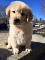 Puppy or adult, take your golden retriever to your veterinarian soon after adoption. Golden Retriever Puppies For Sale In Vermont Golden Retriever Breeders And Information