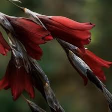 Image result for Dierama formosum/plowesii intermediates