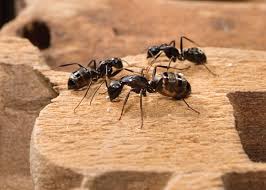 Evidence of termites, ants & termites identification, big headed ants, fire ants, organic pest control in stuart and port st lucie, natural exterminating in martin and st lucie county. Carpenter Ants In The Pacific Northwest Green City Pest Control
