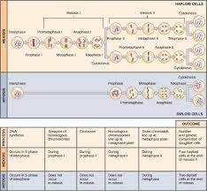 Meiosis is a type of cellular reproduction in which the number of chromosomes are reduced by half through the separation of homologous chromosomes, producing two haploid cells. Comparing Meiosis And Mitosis Principles Of Biology