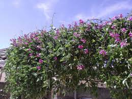 19 Best Climbing Plants For Pergolas And Trellises Climbing Plants Plants Garden Vines