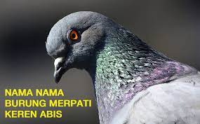 Gambir buah pinang yang sudah diolah; 57 Nama Nama Burung Merpati Yang Bagus Agar Juara Inilah Info