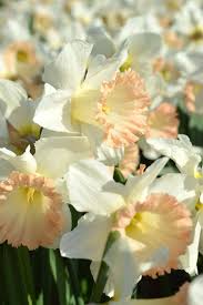 Daffodil British Gamble Daffodils Daffodil Bulbs Bulb Flowers