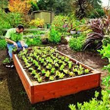Raised Garden Bed Easy Diy Steps To Build An Elevated Planter Sunset Building A Raised Garden Raised Garden Beds Raised Garden