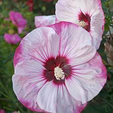 We did not find results for: Giant Perennial Hibiscus Flowers Albert H Schmitt Family Farms
