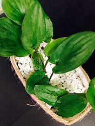 lily of the valley plant 水點百合油點百合自家種植盆栽容易打理不用落肥diy花盆室內植物會開花的 plants plant leaves leaves