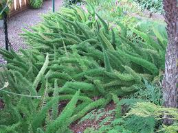 Maybe you would like to learn more about one of these? Myers Foxtail Fern Asparagus Densiflorus Myers In Naperville Aurora Batavia Oswego Chicago Wheaton Illinois Il At The Growing Place