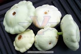 Early White Bush Scallop (White Patty Pan) Summer Squash
