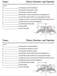 Plant Structure And Function Worksheets By Biology Domain Teachers Pay Teachers In 2020 Plant Structure Structure And Function Flower Structure