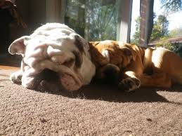 When we compare male vs female french bulldogs both are different anatomically. Victory Home Champion English And French Bulldogs