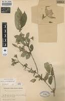 Image result for Heinsia